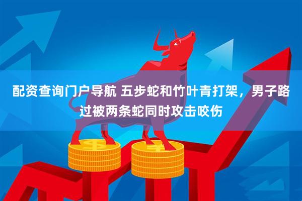 配资查询门户导航 五步蛇和竹叶青打架，男子路过被两条蛇同时攻击咬伤
